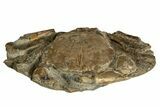 Oligocene Fossil Crab (Branchioplax) - Washington State #338073-1